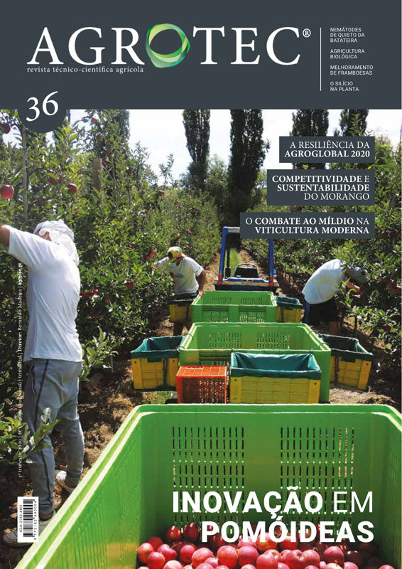 #36 | Inovação em pomóideas